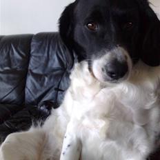 Blanding af racer Mille *En del af hjertet*