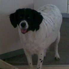 Blanding af racer Mille *En del af hjertet*