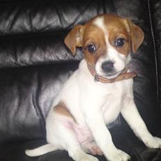 Dansk svensk gaardhund fie solgt