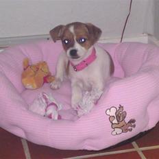 Dansk svensk gaardhund fie solgt