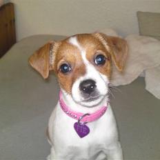 Dansk svensk gaardhund fie solgt