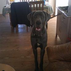 Grand danois Harley (R.I.P.)