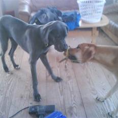 Grand danois Harley (R.I.P.)