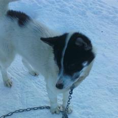 Grønlandshund Perruu