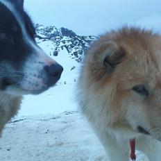 Grønlandshund Perruu