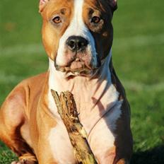 Amerikansk staffordshire terrier *SHADIE*