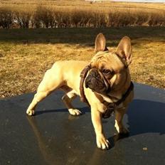 Fransk bulldog Valfers de Aslan (Joker)