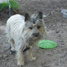 Cairn terrier Magnus
