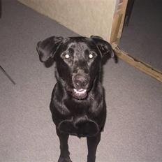 Labrador retriever Tyson