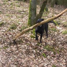 Labrador retriever Tyson