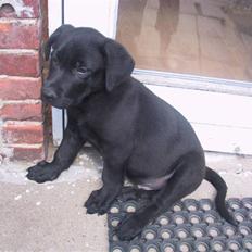 Labrador retriever Tyson