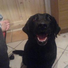 Labrador retriever /Formel 1 Raki