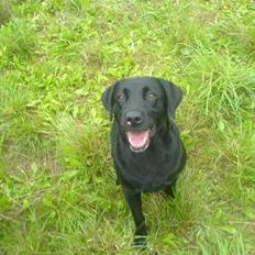 Labrador retriever /Formel 1 Raki