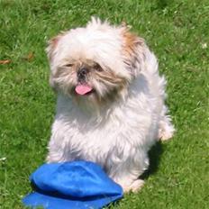 Shih tzu Molly (dolle)