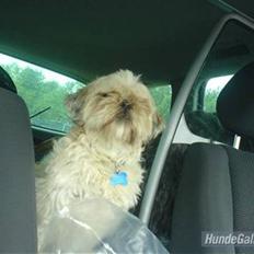 Shih tzu Molly (dolle)