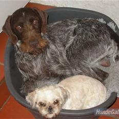 Shih tzu Molly (dolle)