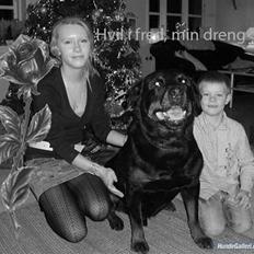 Rottweiler Kolshester's Ämir - R.I.P
