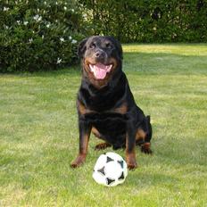 Rottweiler Kolshester's Ämir - R.I.P