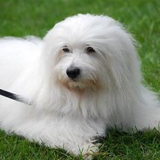 Coton de tulear Jegums Princess Becca