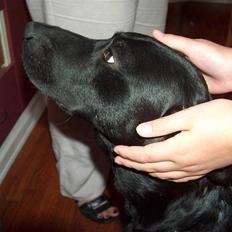 Blanding af racer Miki