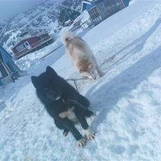 Grønlandshund Avvatek