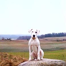 Blanding af racer Sally