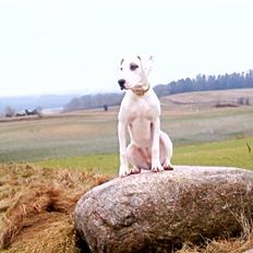 Blanding af racer Sally