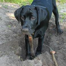 Labrador retriever Luca