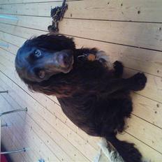 Blanding af racer Buster Larsen