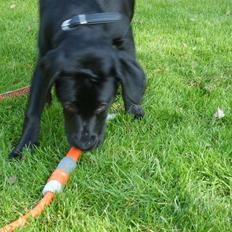 Labrador retriever Luca