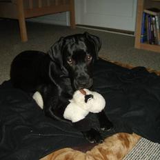 Labrador retriever Luca