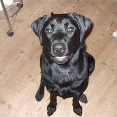 Blanding af racer Chili *solgt*