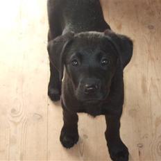 Blanding af racer Chili *solgt*