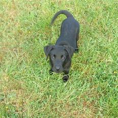 Blanding af racer Chili *solgt*