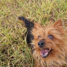 Australsk terrier Buste *i hunde himmelen*