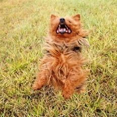 Australsk terrier Buste *i hunde himmelen*