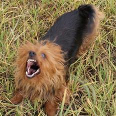 Australsk terrier Buste *i hunde himmelen*