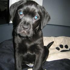 Blanding af racer Kessler