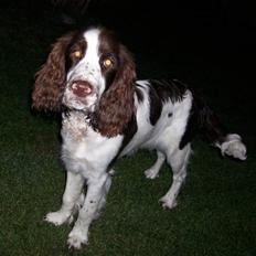Engelsk springer spaniel Molly(Charmarqs Princess)