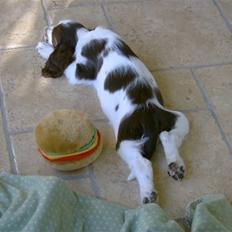 Engelsk springer spaniel Molly(Charmarqs Princess)