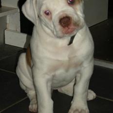 Amerikansk bulldog Judie