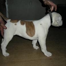 Amerikansk bulldog Judie