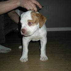 Amerikansk bulldog Judie