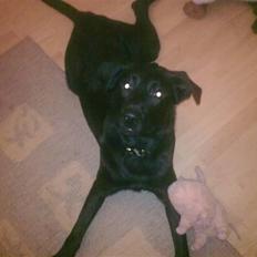 Labrador retriever Nicko