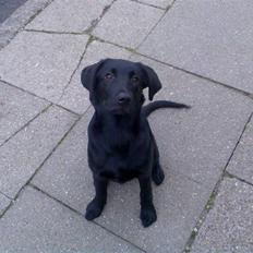 Labrador retriever Nicko