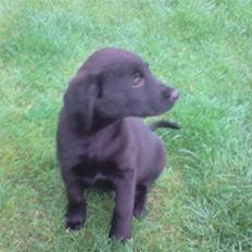 Labrador retriever Nicko