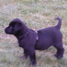 Blanding af racer Baloo