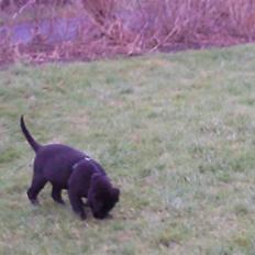 Blanding af racer Baloo