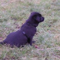 Blanding af racer Baloo