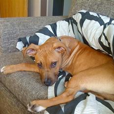 Amerikansk staffordshire terrier Congo